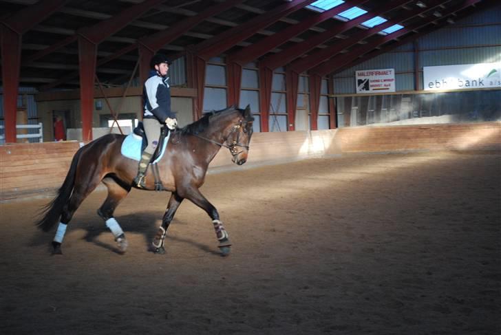 Dansk Varmblod Lioness (solgt) billede 19