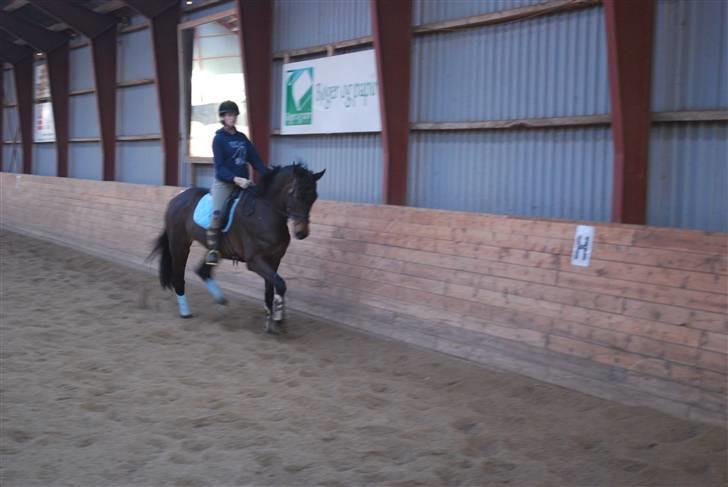 Dansk Varmblod Lioness (solgt) billede 20