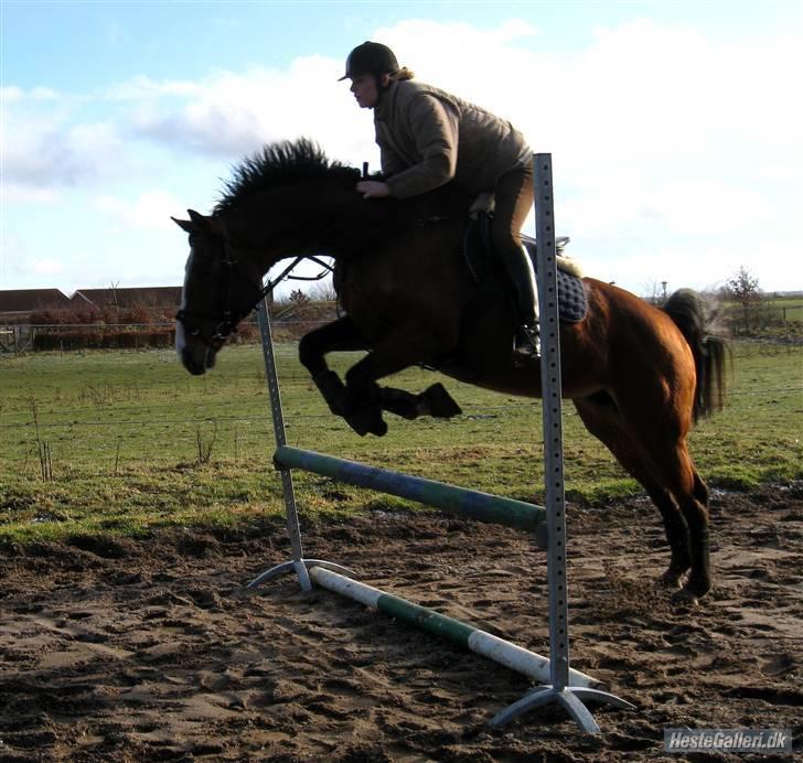 Dansk Varmblod Korupgaard Clarisse  - Clarisse billede 9
