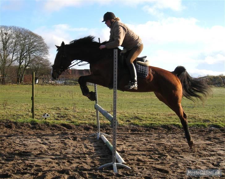Dansk Varmblod Korupgaard Clarisse  - Weeii spring. Det ved jeg hvad er billede 10