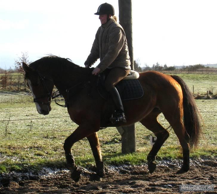 Dansk Varmblod Korupgaard Clarisse  - Smukke Clarisse billede 11