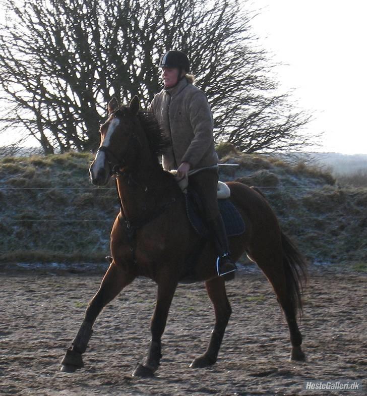 Dansk Varmblod Korupgaard Clarisse  - Yes springet er den vej billede 12