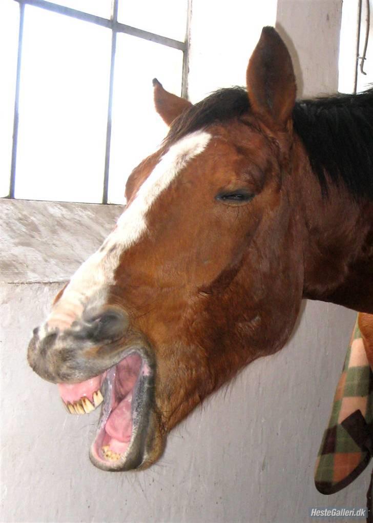 Dansk Varmblod Korupgaard Clarisse  - Efter en hård springtime:-) billede 13