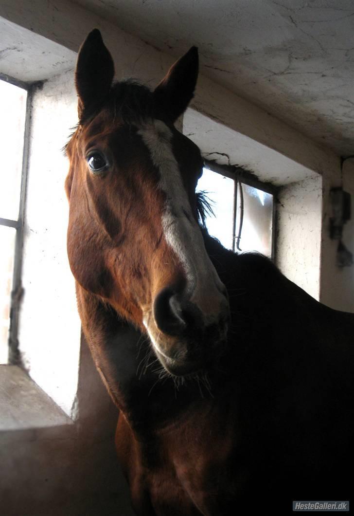 Dansk Varmblod Korupgaard Clarisse  - smukke Clarisse billede 14