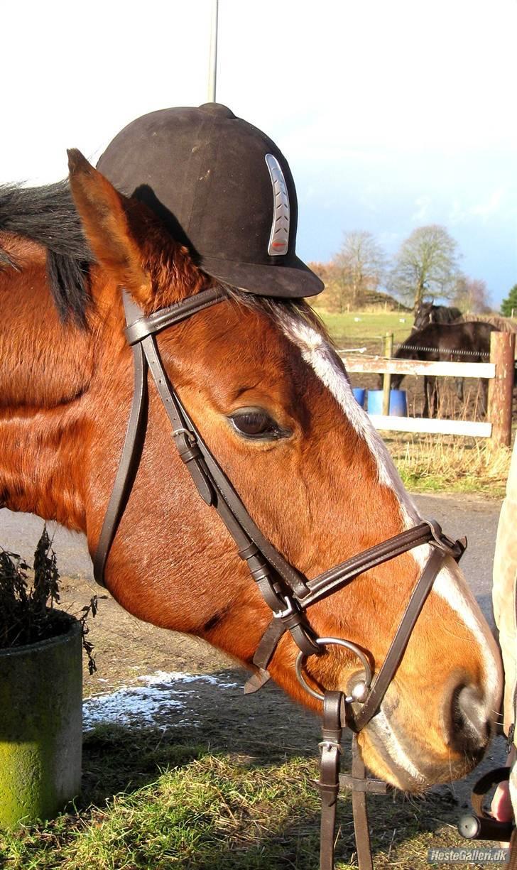Dansk Varmblod Korupgaard Clarisse  - Hmm.... billede 15