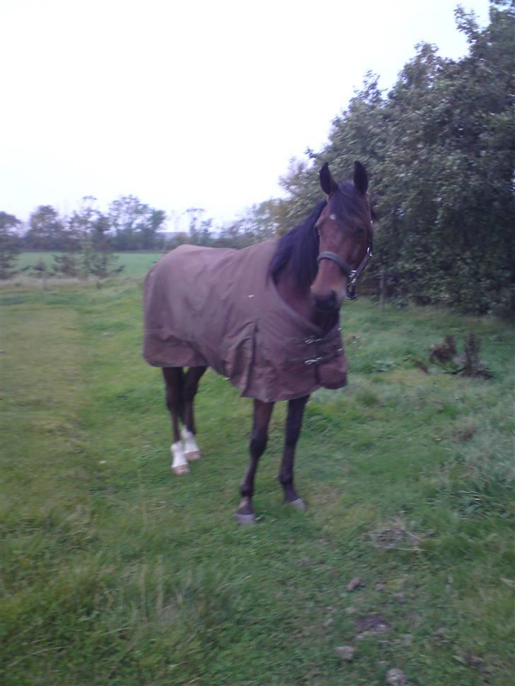 Traver Wondering billede 13