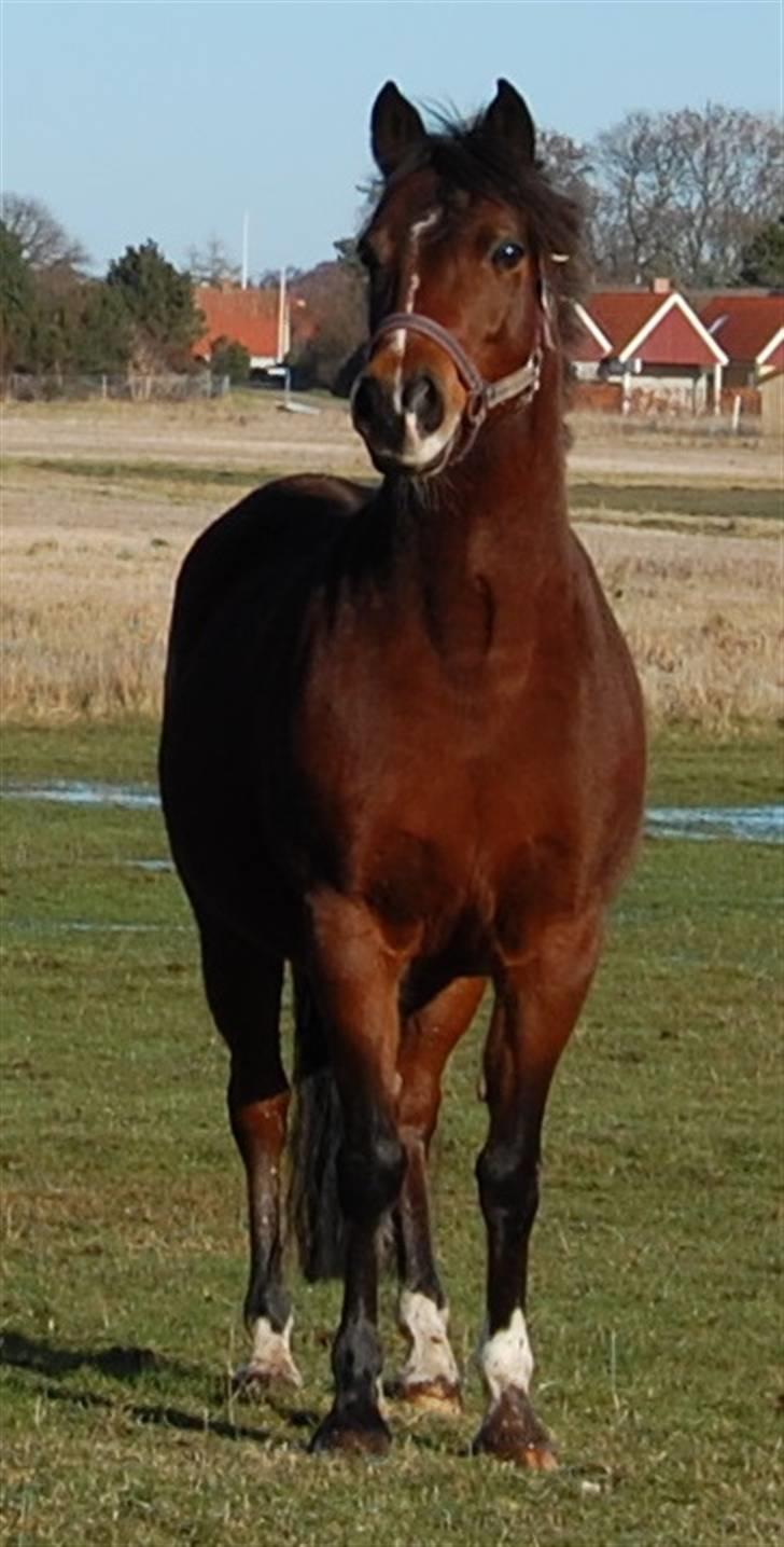Anden særlig race Lykkebos Beauty billede 5