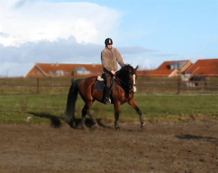 Dansk Varmblod Korupgaard Clarisse  billede 16