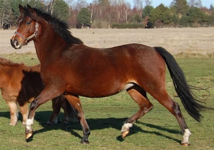 Anden særlig race Lykkebos Beauty billede 6