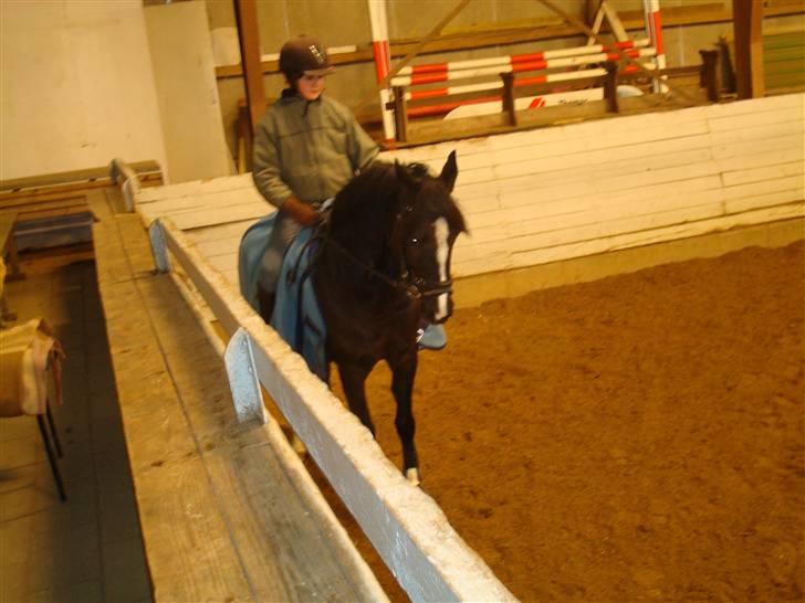 DSP welvet af Kongshøj solgt billede 14