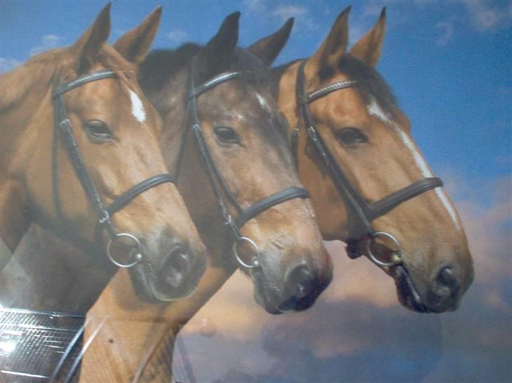 Dansk Varmblod Roxette - Mine tre skønne heste Roxette, Sigulda og Lareno billede 13
