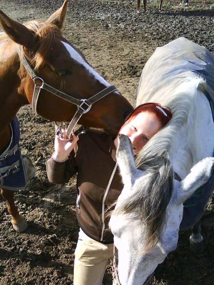 Dansk Varmblod  Butterfly  - SOLGT billede 13