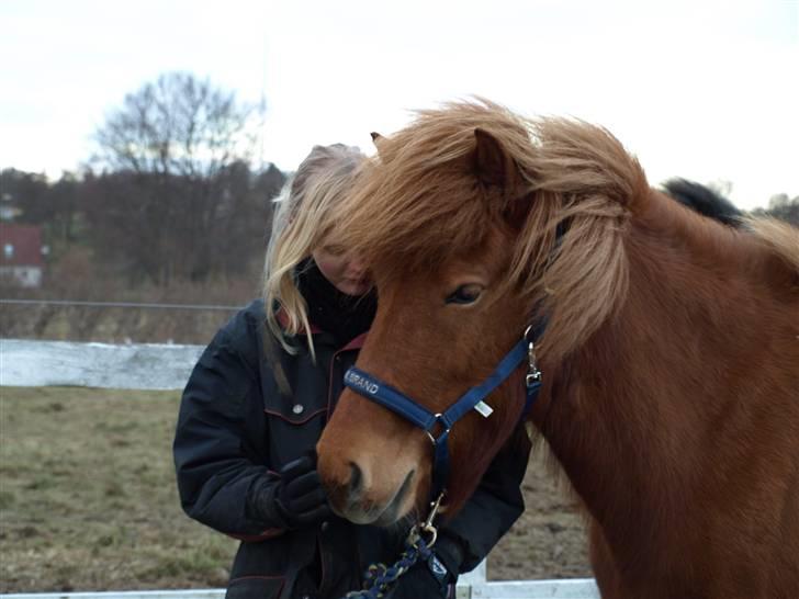 Islænder Ásta 002 fra Frederiksdal -  - :) foto: sofia billede 12