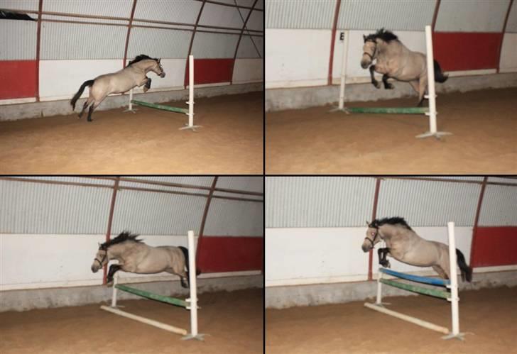 Connemara Salia Maree Manié SOLGT - 8/2-09. Min dejlige pony synes det er sjovt at springe lidt :) . Det højeste spring er 90.  billede 10