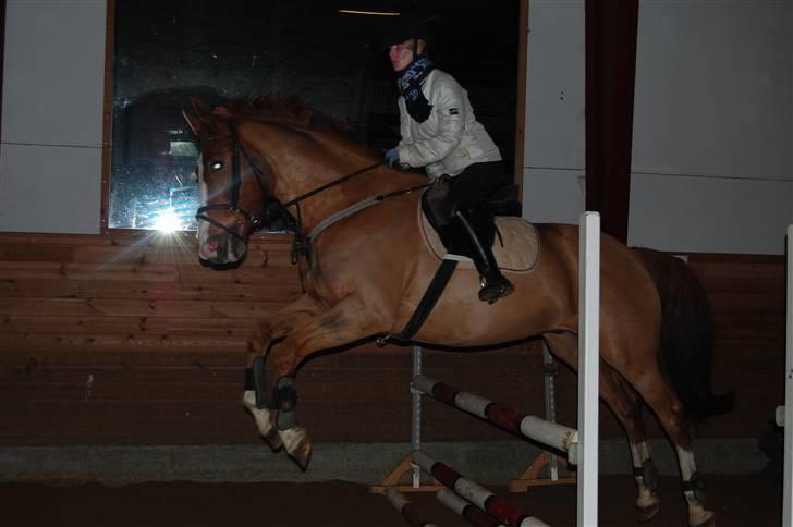 Dansk Varmblod Unique Des Malais *låne* - mig og uni springer foto; henriette  billede 4