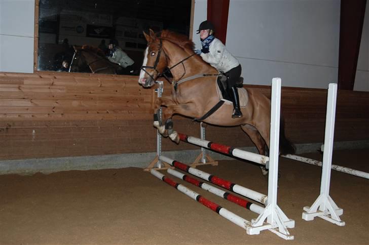 Dansk Varmblod Unique Des Malais *låne* - weee vi flyver... foto; henriette  billede 5