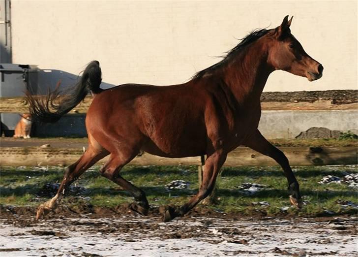 Arabisk fuldblod (OX) Sweet Miss D. - SOLGT -  billede 18