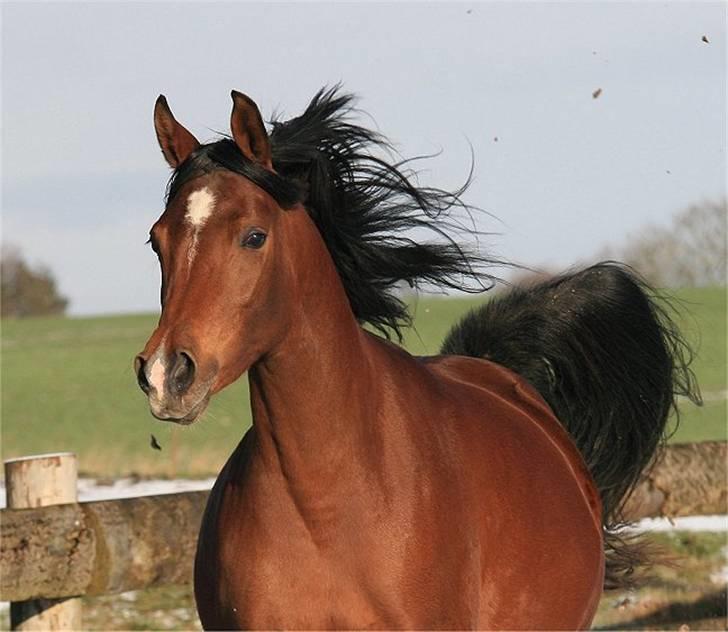 Arabisk fuldblod (OX) Sweet Miss D. - SOLGT -  billede 19