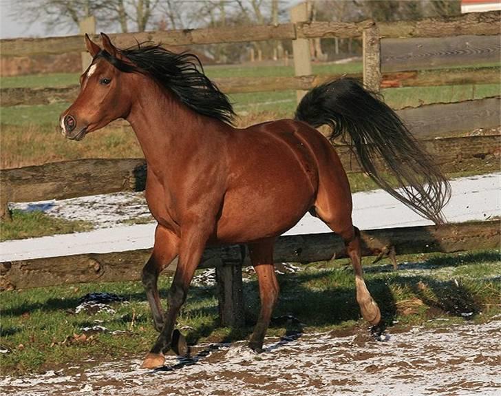 Arabisk fuldblod (OX) Sweet Miss D. - SOLGT -  billede 20