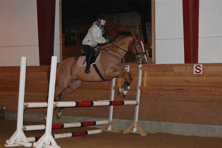 Dansk Varmblod Unique Des Malais *låne* - så springer vi undervisning... den 4/2-09 foto; henriette  billede 6