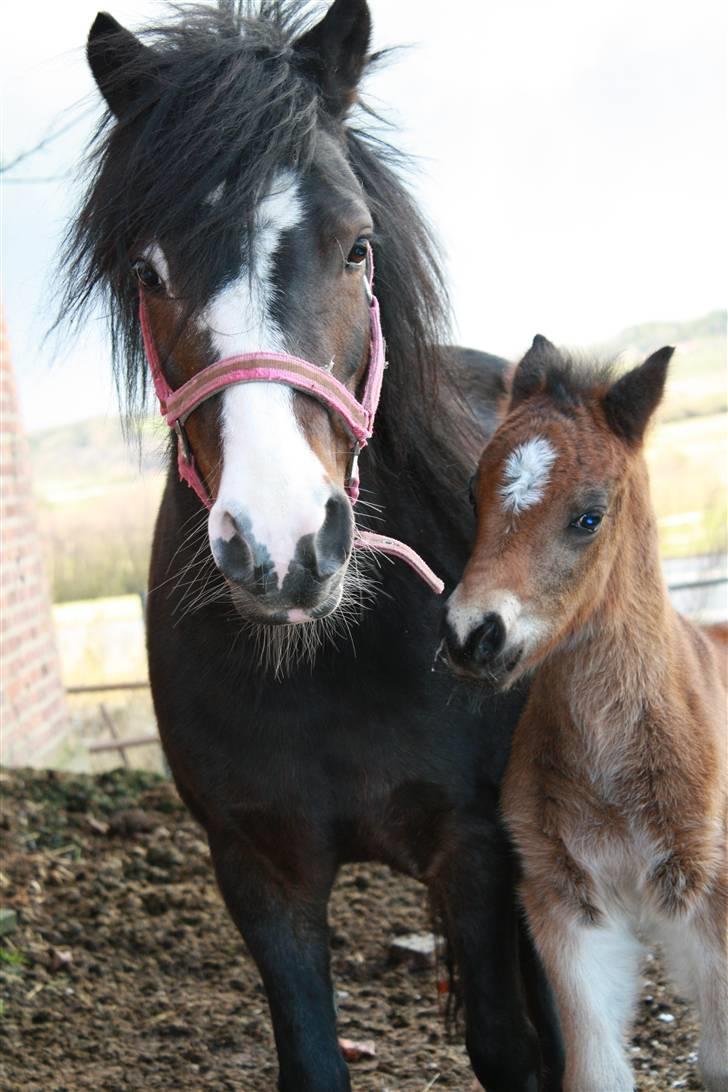 Anden særlig race Dina - Dina med hennes føl billede 1