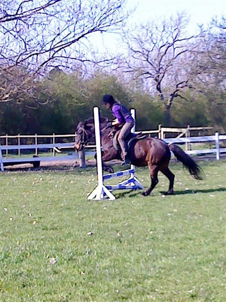 Anden særlig race Wendy (elevpony HE) billede 1