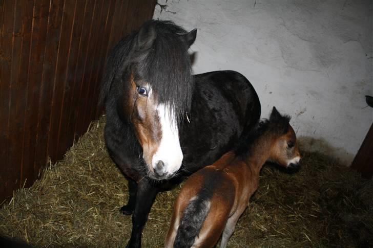 Anden særlig race Dina - Dina med hennes føl en uge gammel. billede 4