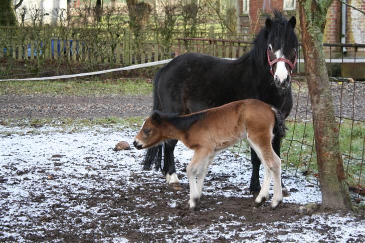 Anden særlig race Dina - Dina med hennes føl første gang udenfor, i sne billede 5