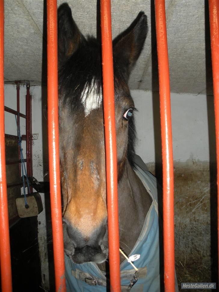 DSP Daisy Hesse<3 Solgt :/ :( - Daisy i boksen d: <3 Foto: Sarah knakkergaard. <3 billede 18