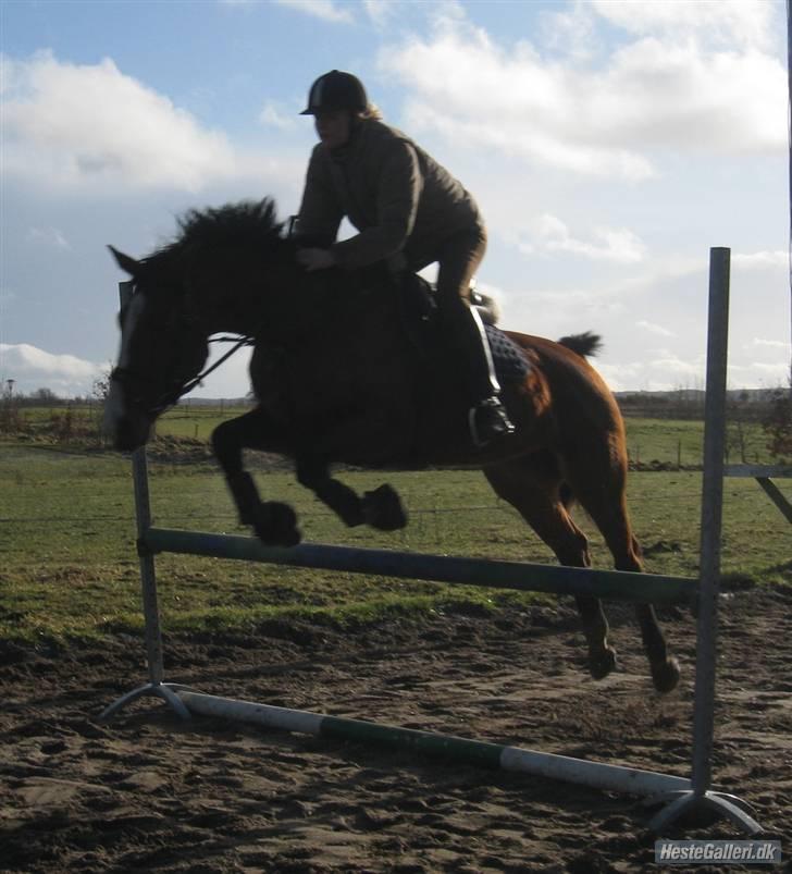 Dansk Varmblod Korupgaard Clarisse  billede 17