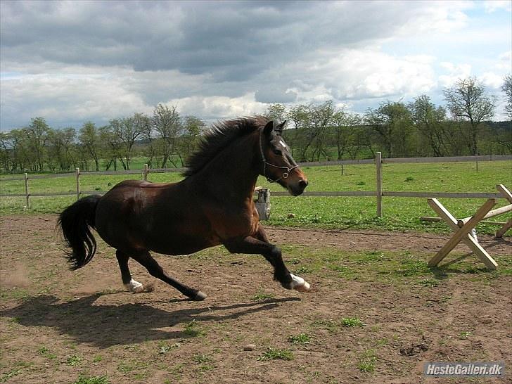 Anden særlig race Kiwi - Smukke!<3 billede 2