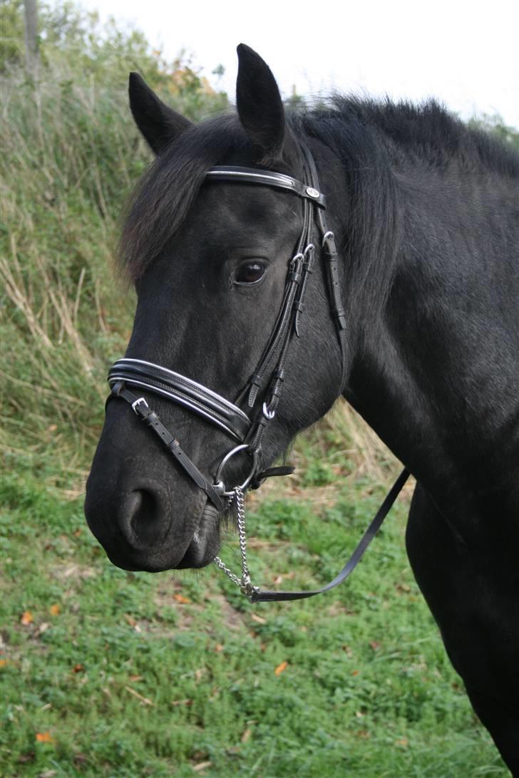 Frieser Jouke (Solgt) billede 1