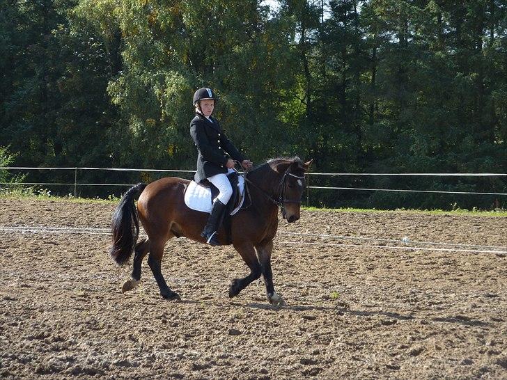 Anden særlig race Kiwi - dygtige pony!<3 foto: mor billede 5