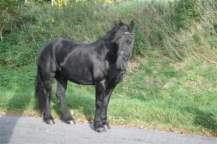Frieser Jouke (Solgt) billede 2