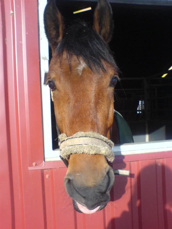 Anden særlig race Ib-Flemming foo fighter - Foo der rækker tunge haha!:D<33 billede 4