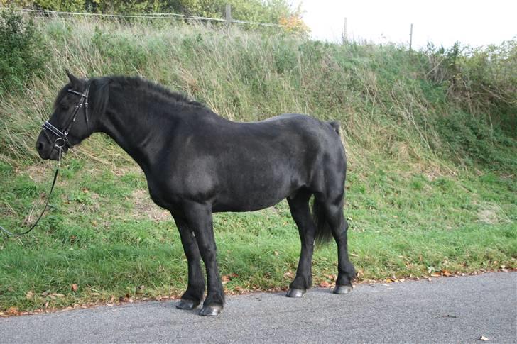 Frieser Jouke (Solgt) billede 3