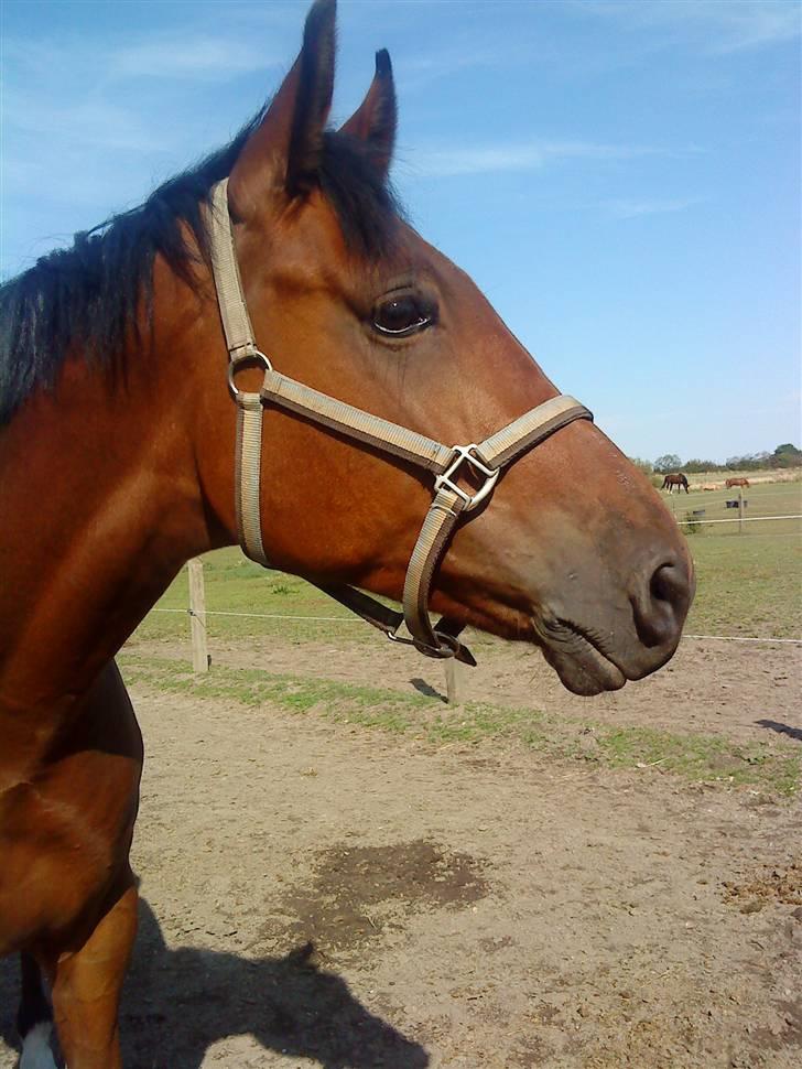 Anden særlig race Ib-Flemming foo fighter - du er så fandens smuk hypper ii;<3 billede 6