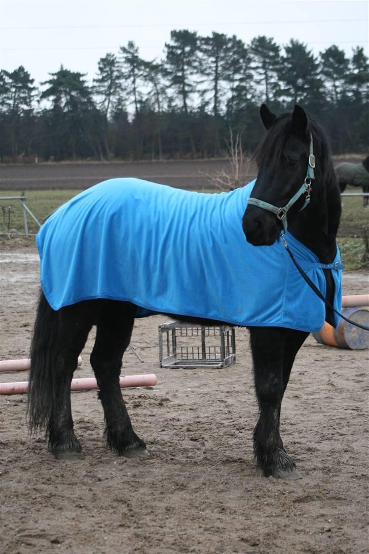 Frieser Jouke (Solgt) billede 4