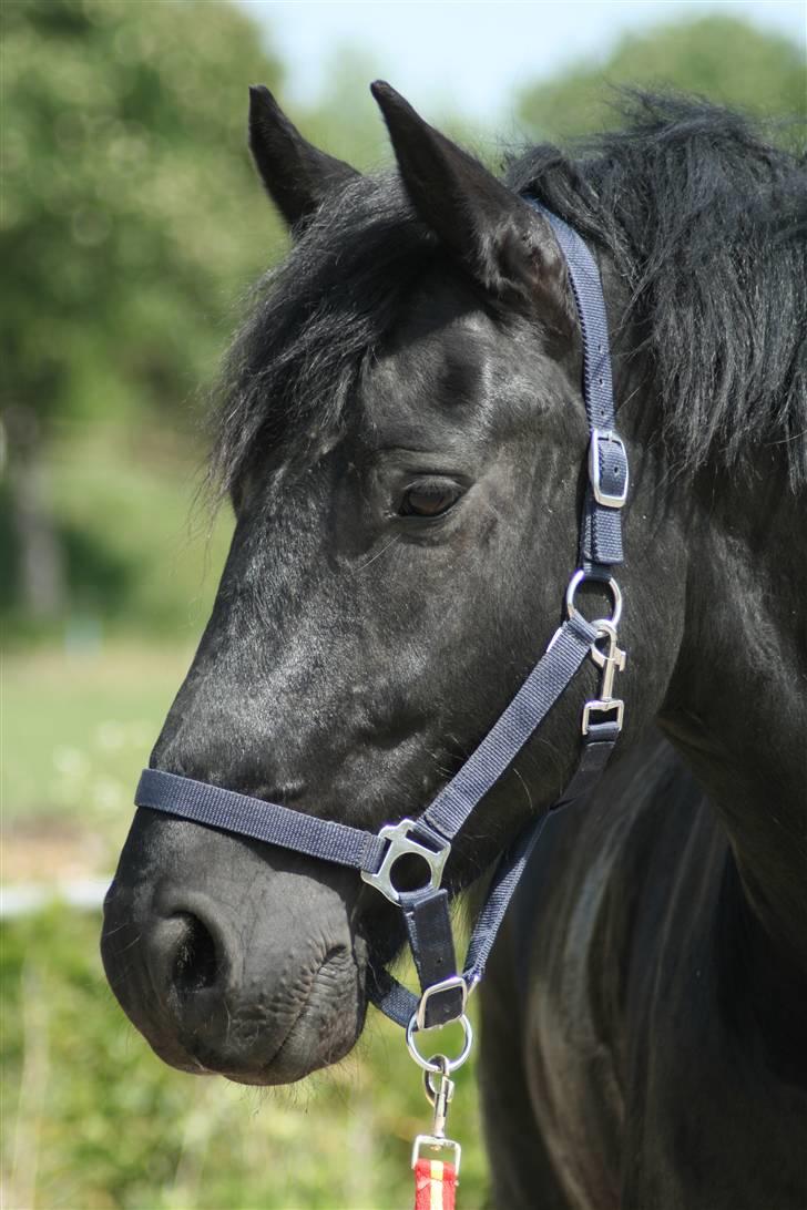 Frieser Jouke (Solgt) billede 6