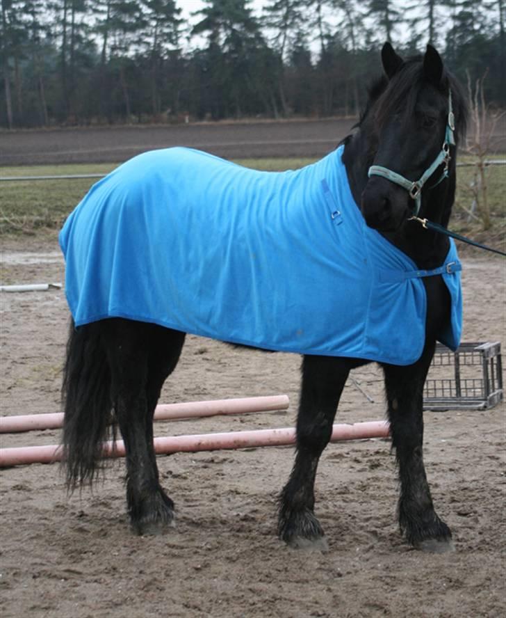 Frieser Jouke (Solgt) billede 7