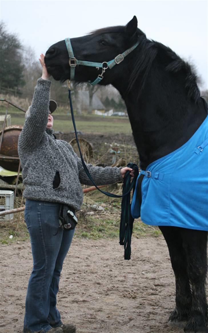 Frieser Jouke (Solgt) - Stooor hest, lille Karin billede 8