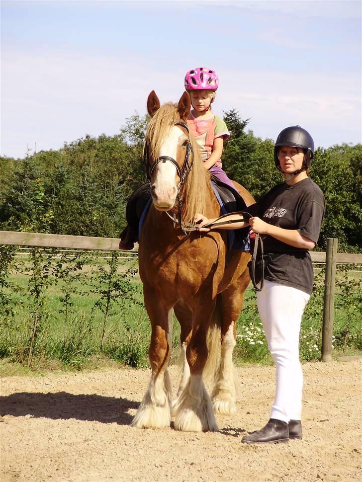 Irish Cob aidan - min datter mig og aidan ,  billede 3