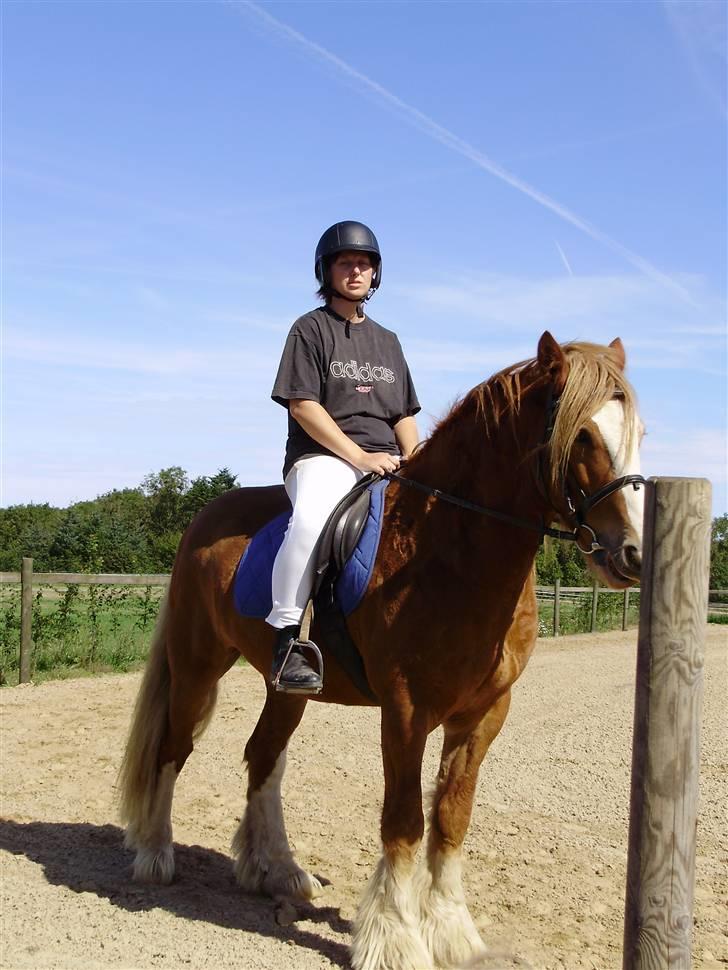 Irish Cob aidan - er han ikke bare dejlig billede 4