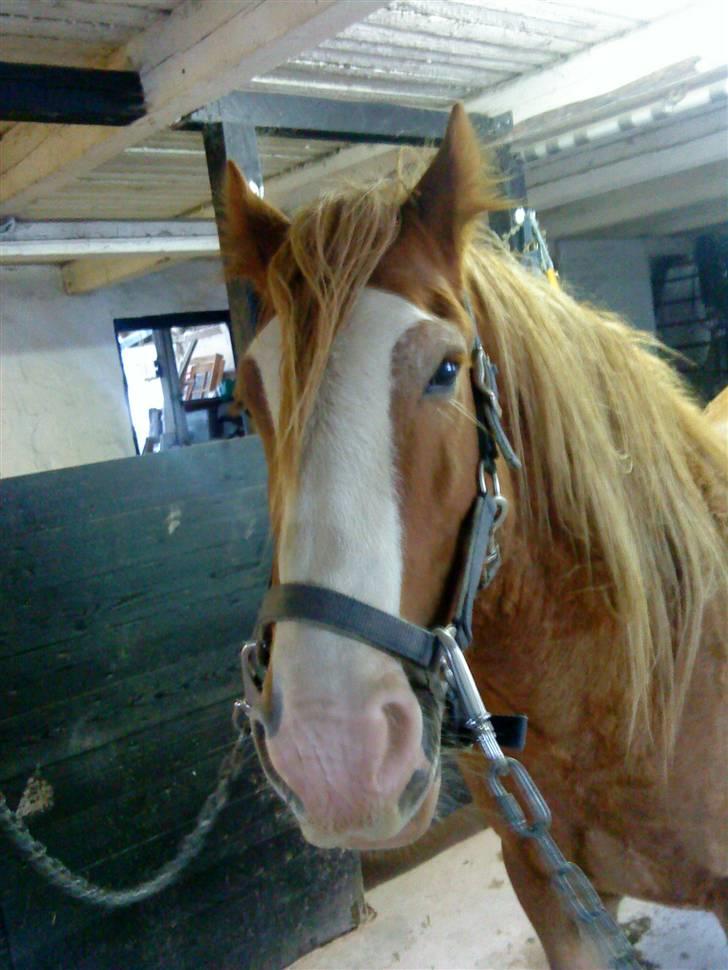 Irish Cob aidan - my love  billede 5