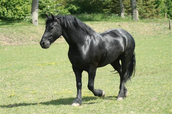 Frieser Jouke (Solgt) billede 11