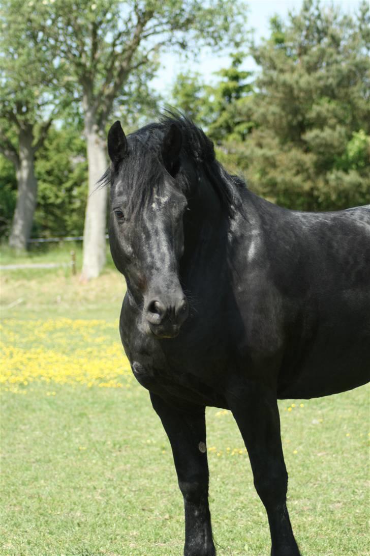 Frieser Jouke (Solgt) billede 12