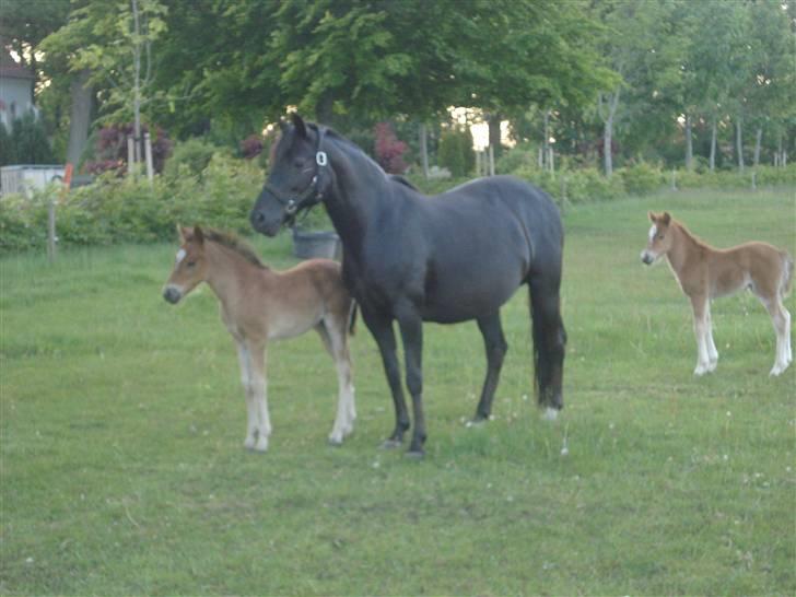 New Forest Bianca Annerup - Bianca med sit føl billede 2