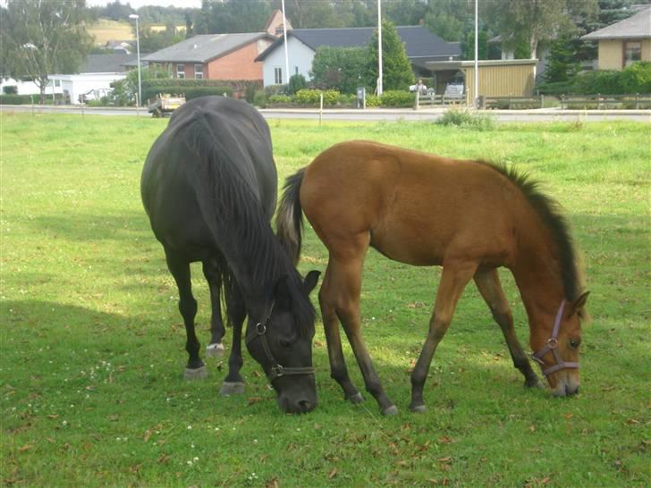 New Forest Bianca Annerup - Bianca og Mille billede 3