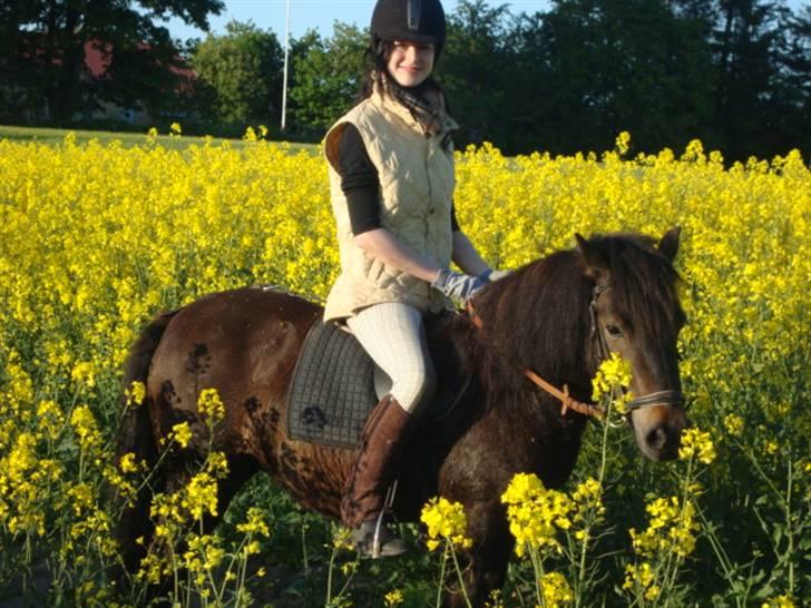 Anden særlig race Beautiful SouL ( solgt ) - velkommen til min pony Soul :) billede 1