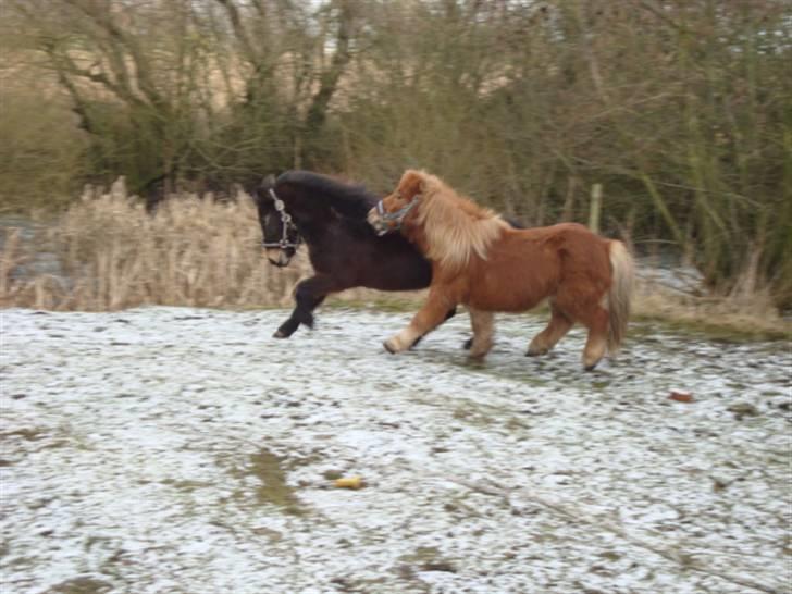 Anden særlig race Beautiful SouL ( solgt ) - Soul & Min søster´s pony, leger sammen. 08.02.2009 . billede 2
